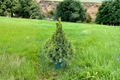 Summer Gold Spruce Live Plant 12" Picea glauca Golden Evergreen Conifer in 1 Gallon Pot
