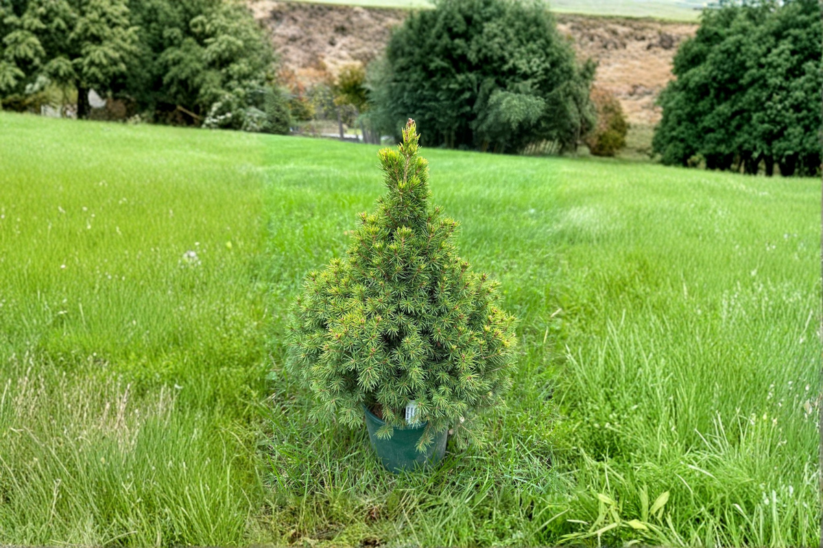 Summer Gold Spruce Live Plant 12" Picea glauca Golden Evergreen Conifer in 1 Gallon Pot
