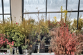 Sutcliffe’s Spear Arborvitae (Thuja occidentalis ‘Sutcliffe’s Spear’) - Quart Pot Live Plant