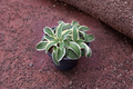 Hosta Funny Mouse Starter Plant - 4 inch Pot, Shade Perennial