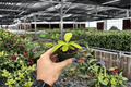 Philodendron Imperial Golden Starter Plants - 2 in Pot (2-pack)