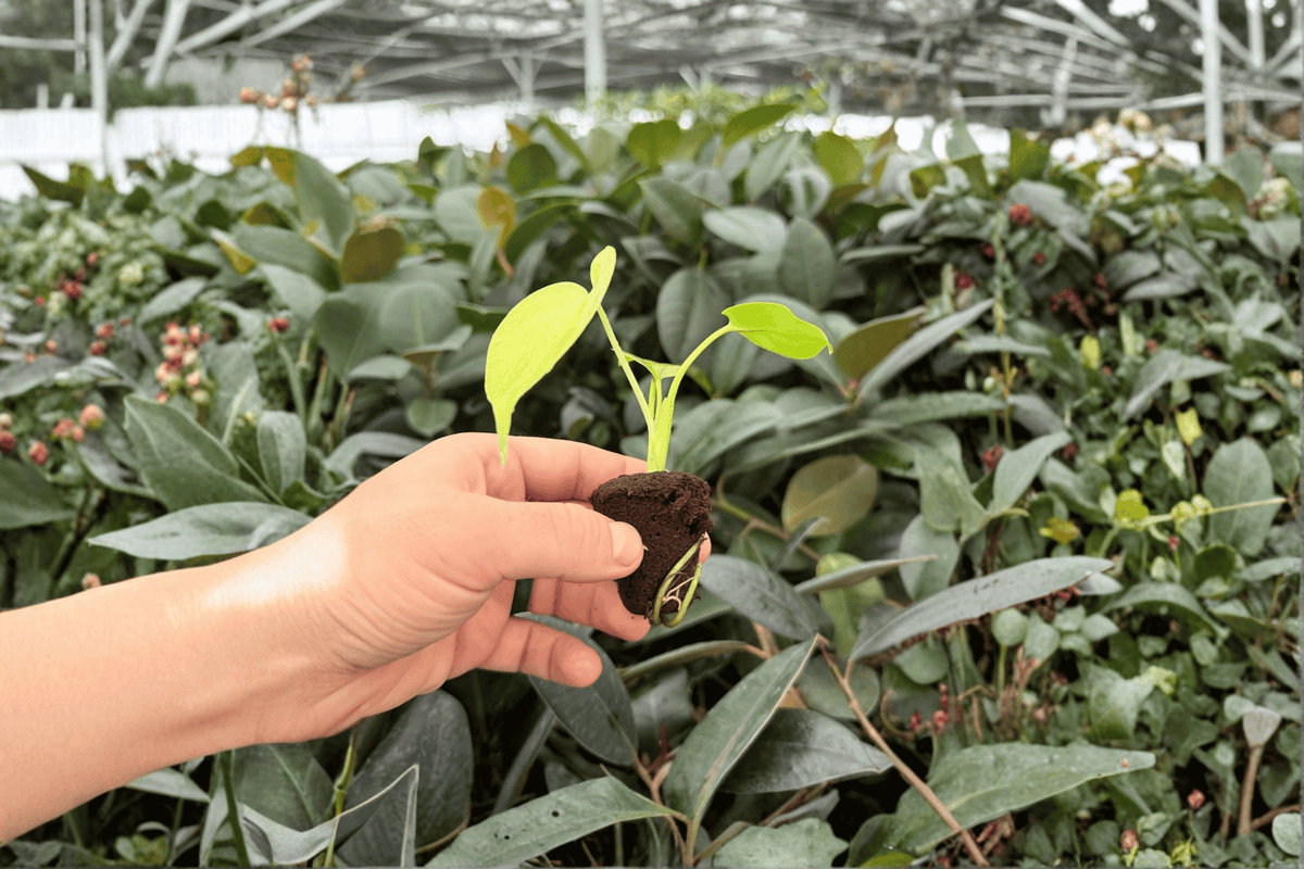 Monstera Lemon Lime Starter Plants (2) in Plugs - Not Fully Rooted