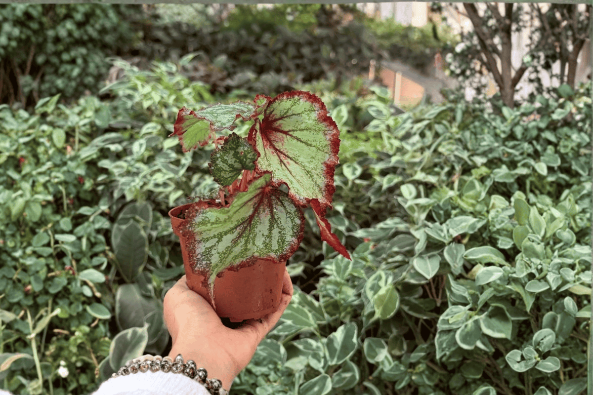 Harmony’s Reign of Fire Begonia - 2x 4-Inch Potted Plants