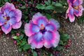 Purple and Pink Giant Hibiscus Seeds | 6 Seeds for Outdoor Gardens & Containers