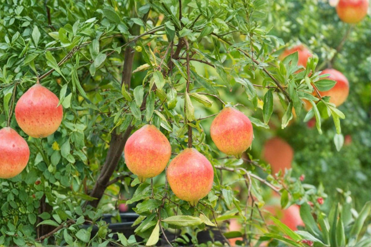 Dwarf Pomegranate Bonsai Seeds - 80 Count | Punica granatum, Indoor/Outdoor