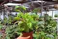 Calathea Yellow Fusion Live Plant (2x) - 4-Inch Pots, Exact Plants