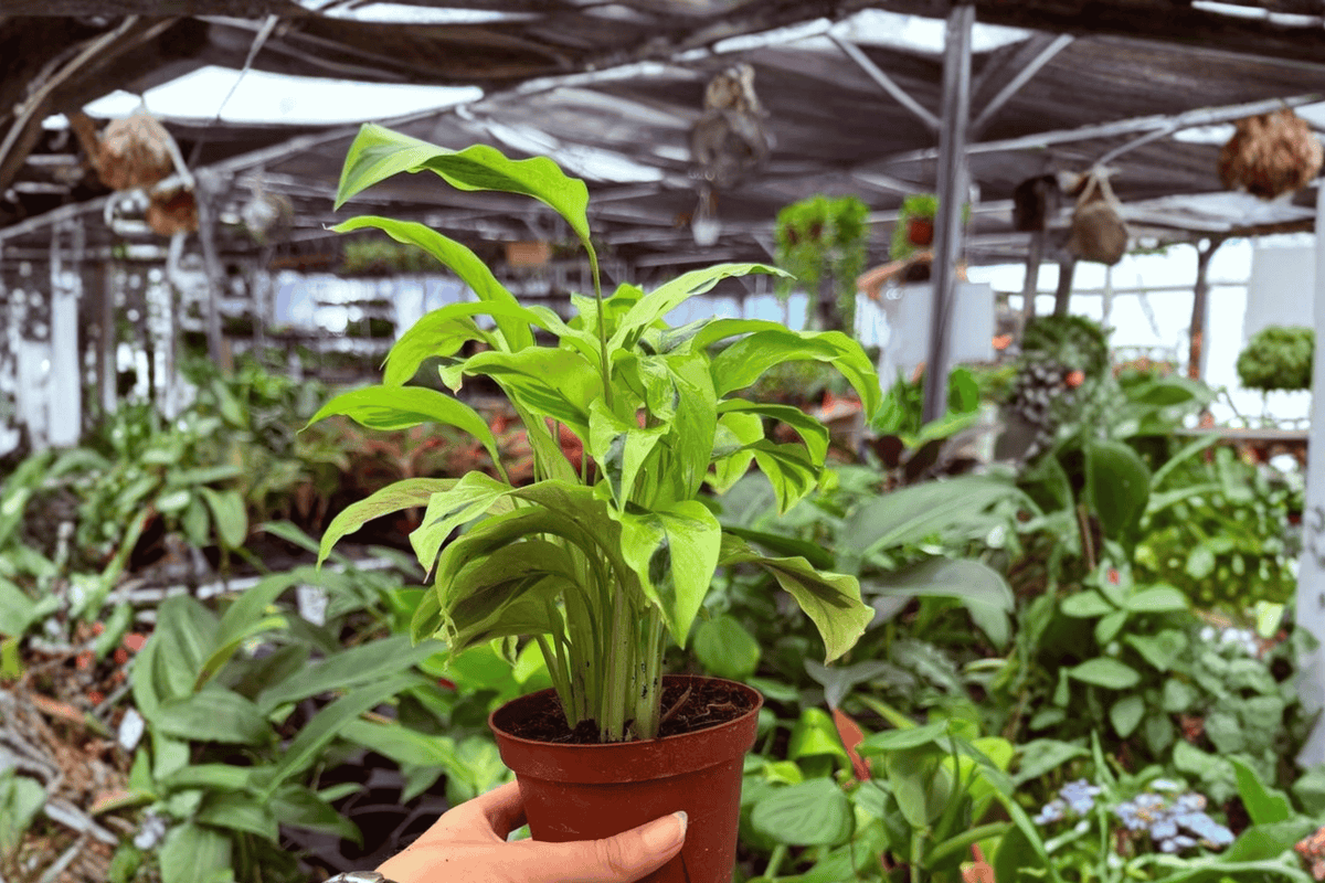 Calathea Yellow Fusion Live Plant (2x) - 4-Inch Pots, Exact Plants