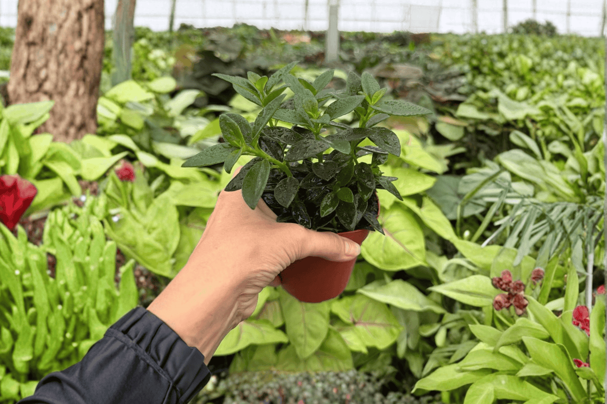 Goldfish Plant Tropicana Nematanthus — 2 Live Plants in 4-Inch Pots (Exact plants pictured)