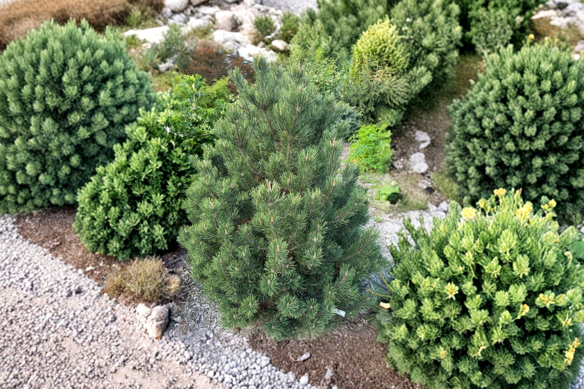 Swiss Mountain Pine 'Silver Candles' Pinus uncinata — 1 Gallon, ~12" Tall Live Plant
