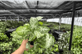 Syngonium Glo-Glo Live Plants – 4-Inch Pot (2-Pack) Syngonium podophyllum