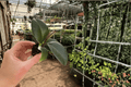 Ficus elastica 'Sophia' Starter Plants – 2-Pack, 2-Inch Pots (Bare Root)