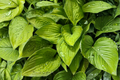 Hosta Age of Gold - 3 Rooted Starters in 1 Qt Pots | Shade Perennial Live Plants
