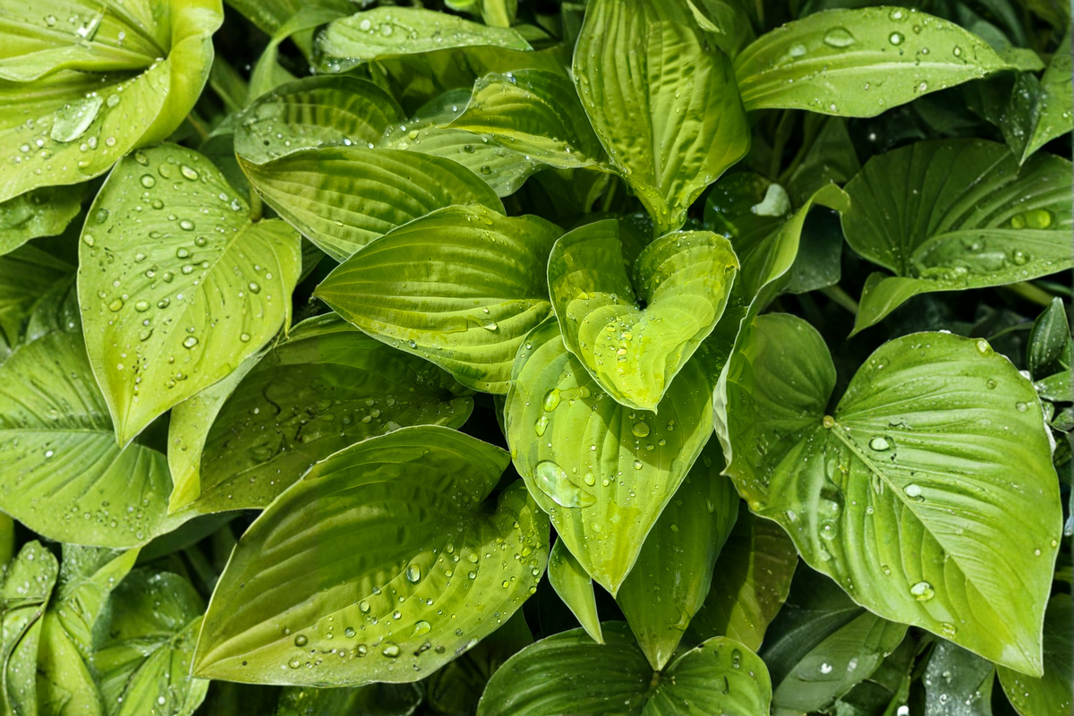 Hosta Age of Gold - 3 Rooted Starters in 1 Qt Pots | Shade Perennial Live Plants