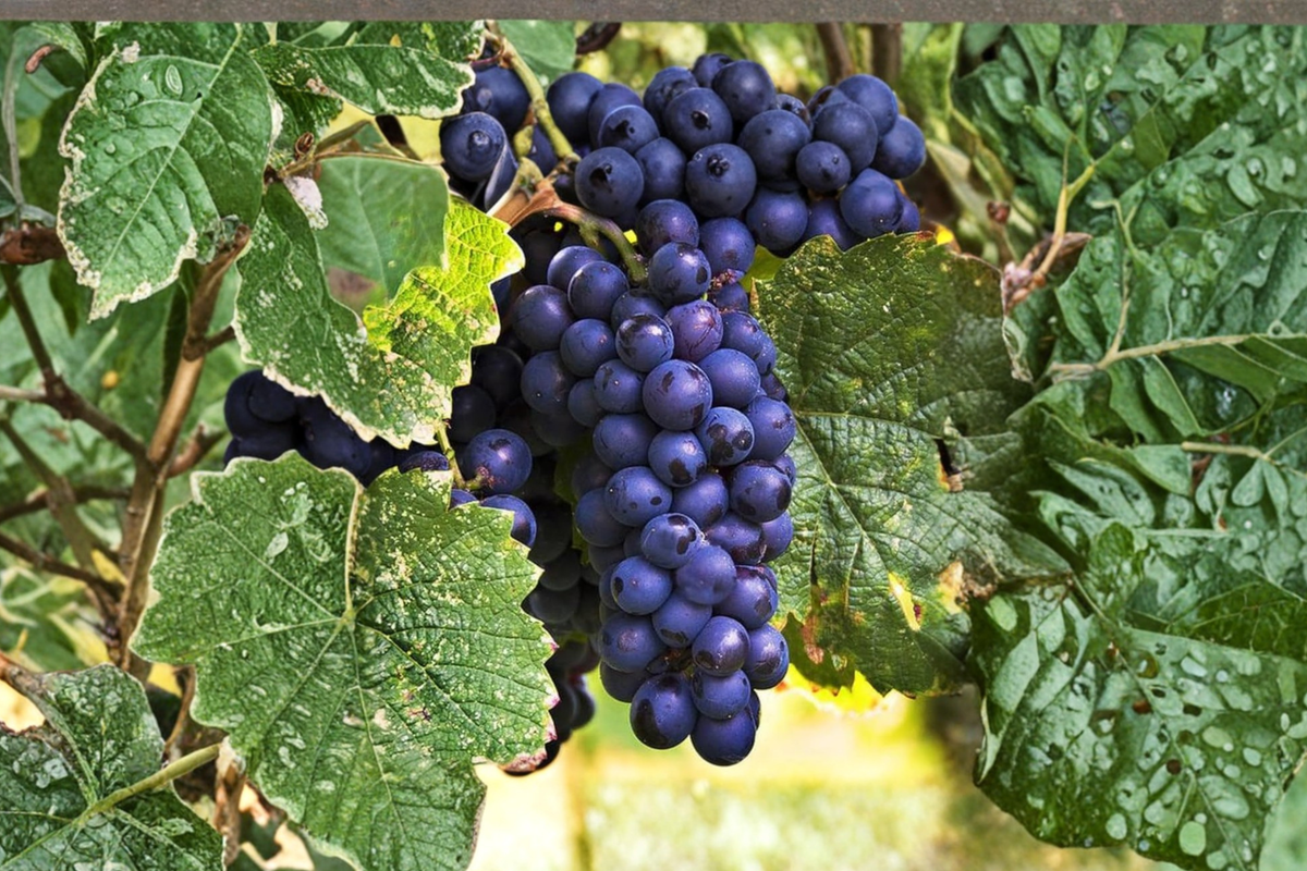 Zinfandel Wine Grape Vine - 3 Gallon Live Plant, Dark Grapes, Climbing Vine