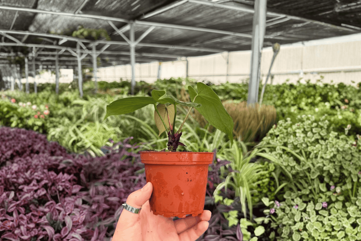 Anthurium AOS x Domino | 2 Exact Live Plants in 4-Inch Pots