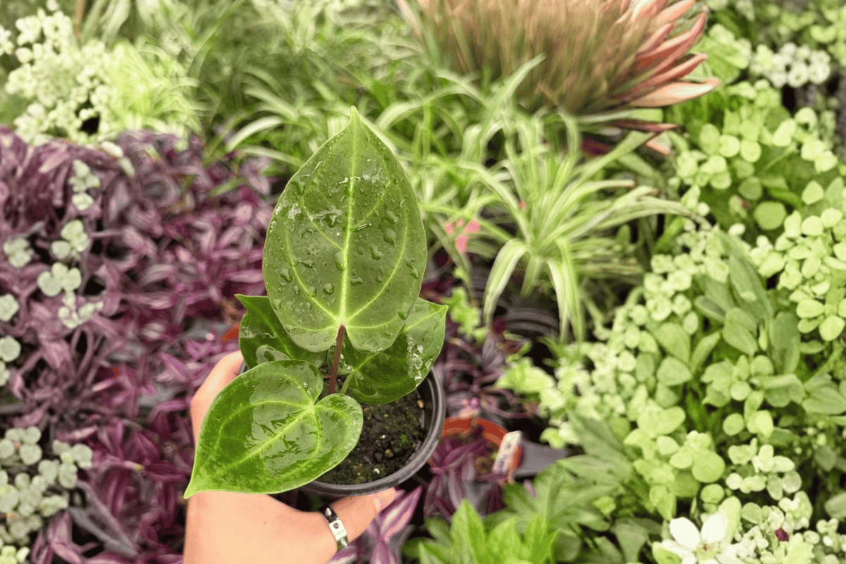 Anthurium Dressleri x Papillilaminum Red Sinus - 2 Live Plants in 4" Pots