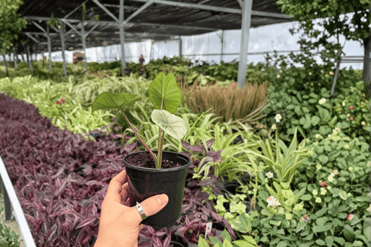 Alocasia Platinum Bisma – 2 Exact Live Plants in 4-Inch Pots