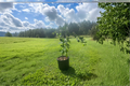Brown Satsuma Mandarin Grafted 3 Gal Live Citrus Tree