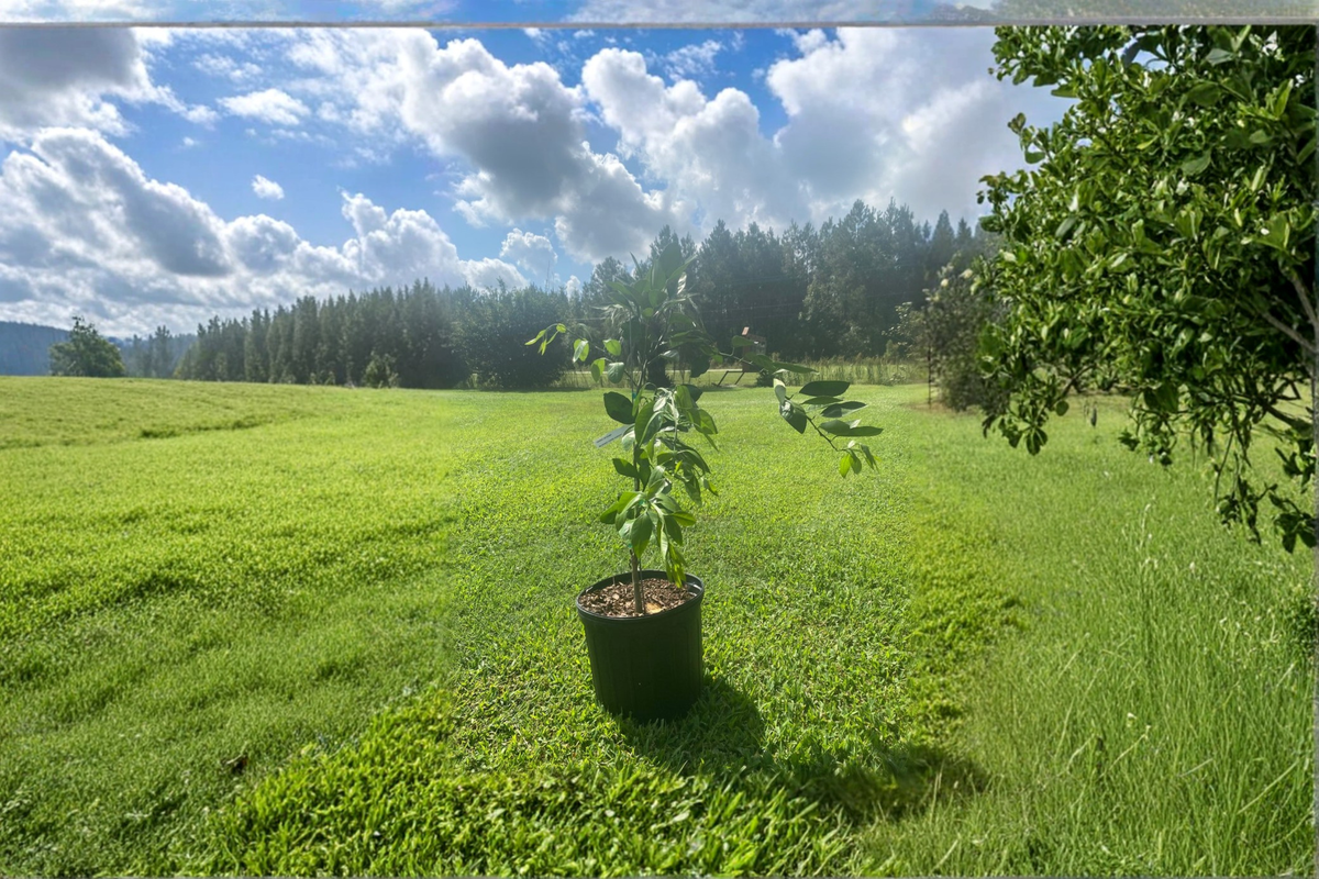 Brown Satsuma Mandarin Grafted 3 Gal Live Citrus Tree