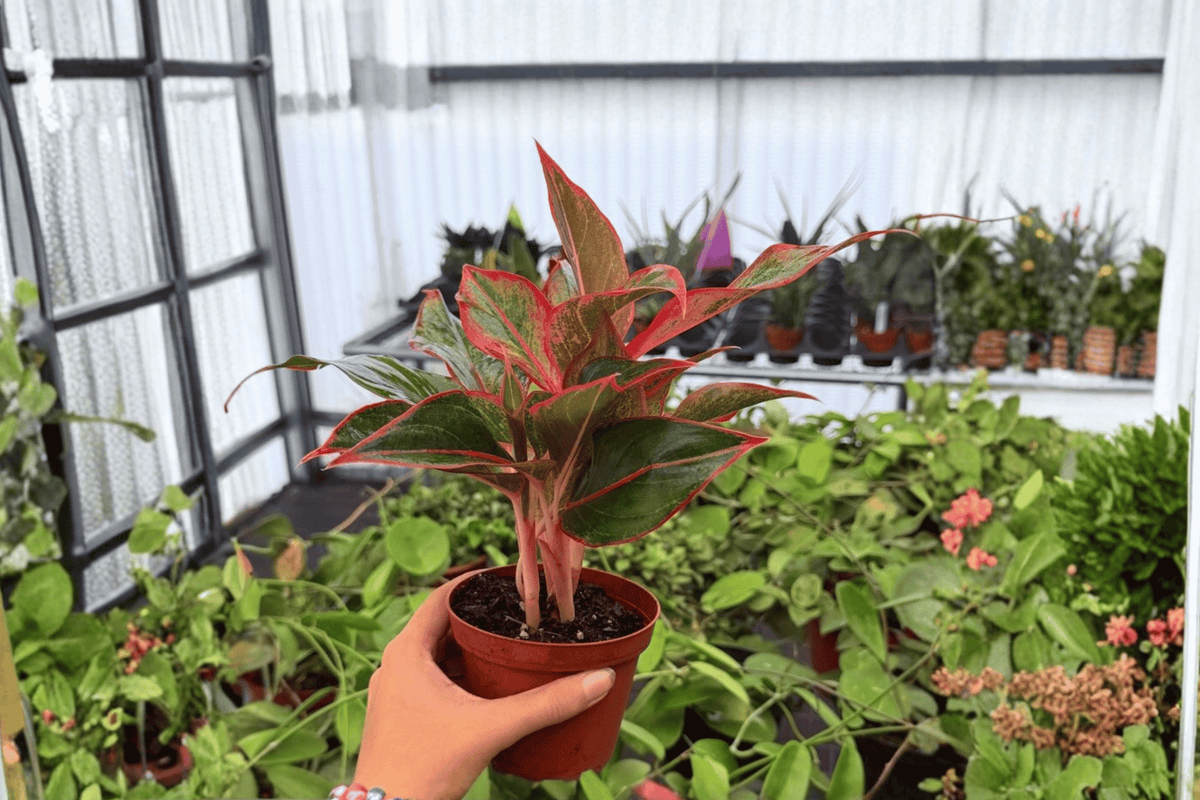 Aglaonema Siam Aurora - 2 Bare Root Live Plants, 4-Inch Pot Size (Exact Plants Shown)