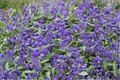 Caryopteris x clandonensis ‘Dark Knight’ Bluebeard – 4" Pot, Live Plant