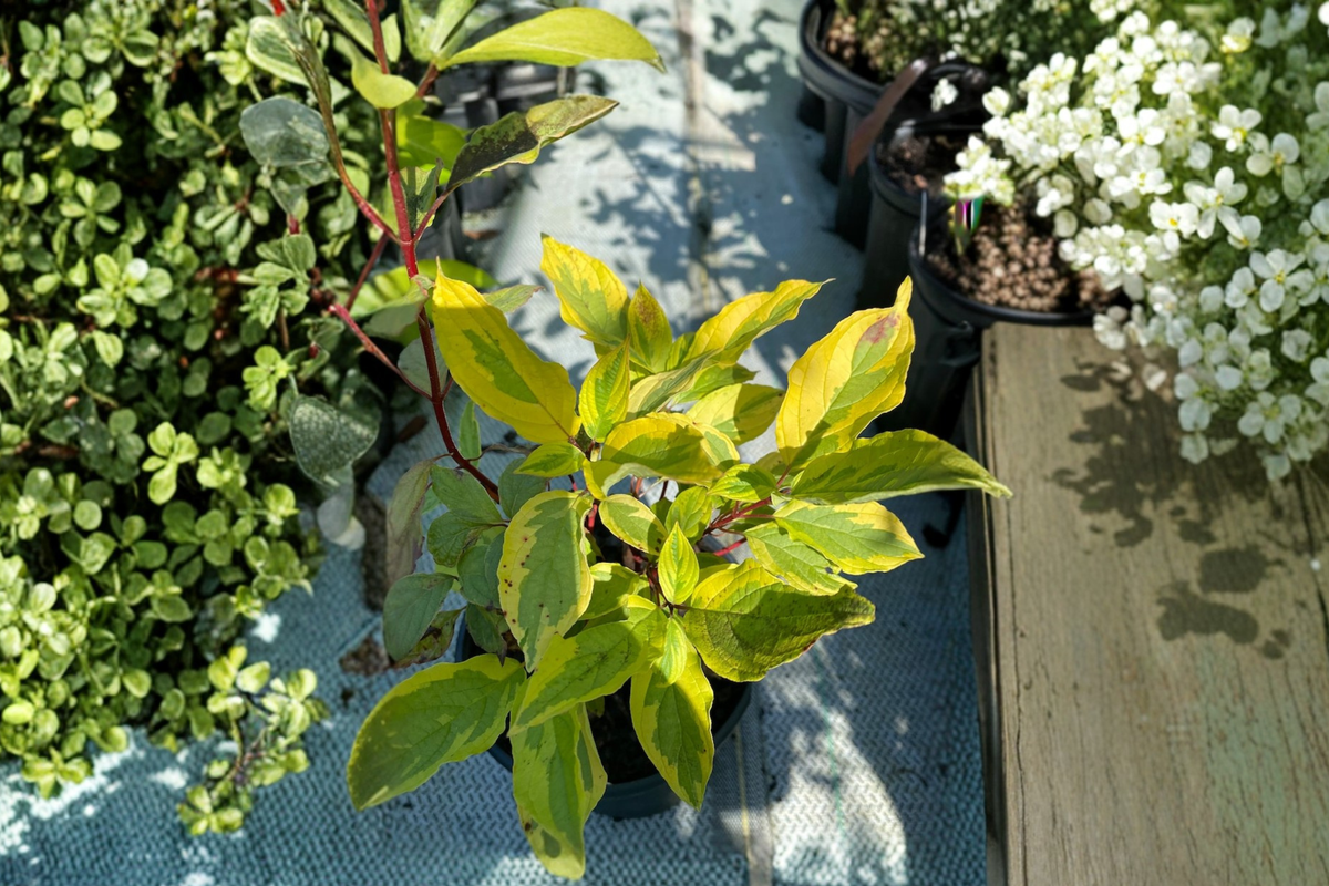 Red Twig Dogwood ‘Gouchaultii’ 1 Gallon Live Plant Cornus alba Variegated Shrub