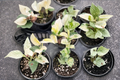 Epipremnum Global Japan Pothos - Rooted Cutting in 3-Inch Pot