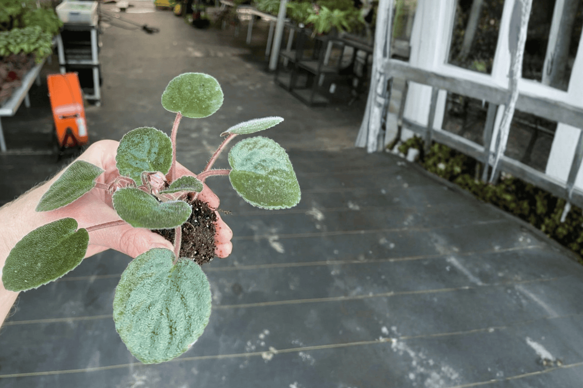 Buckeye Kindred Spirit African Violet Starter Plant (Streptocarpus ionanthus) - 2-inch Pot Size, Bare Root