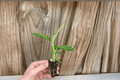 Dieffenbachia Tropical Marianne Starter Plants – 2 Live 2-Inch Starter Plants (Soil Pod)