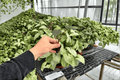 Alocasia Plumbae Metallica (Alocasia plumbea ‘Metallica’) – 2 Exact Live Starter Plants (Plug) - 2-Inch Starter Format