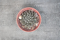 Black Sea Urchin Succulent Sinocrassula yunnanensis 2 Inch Pot