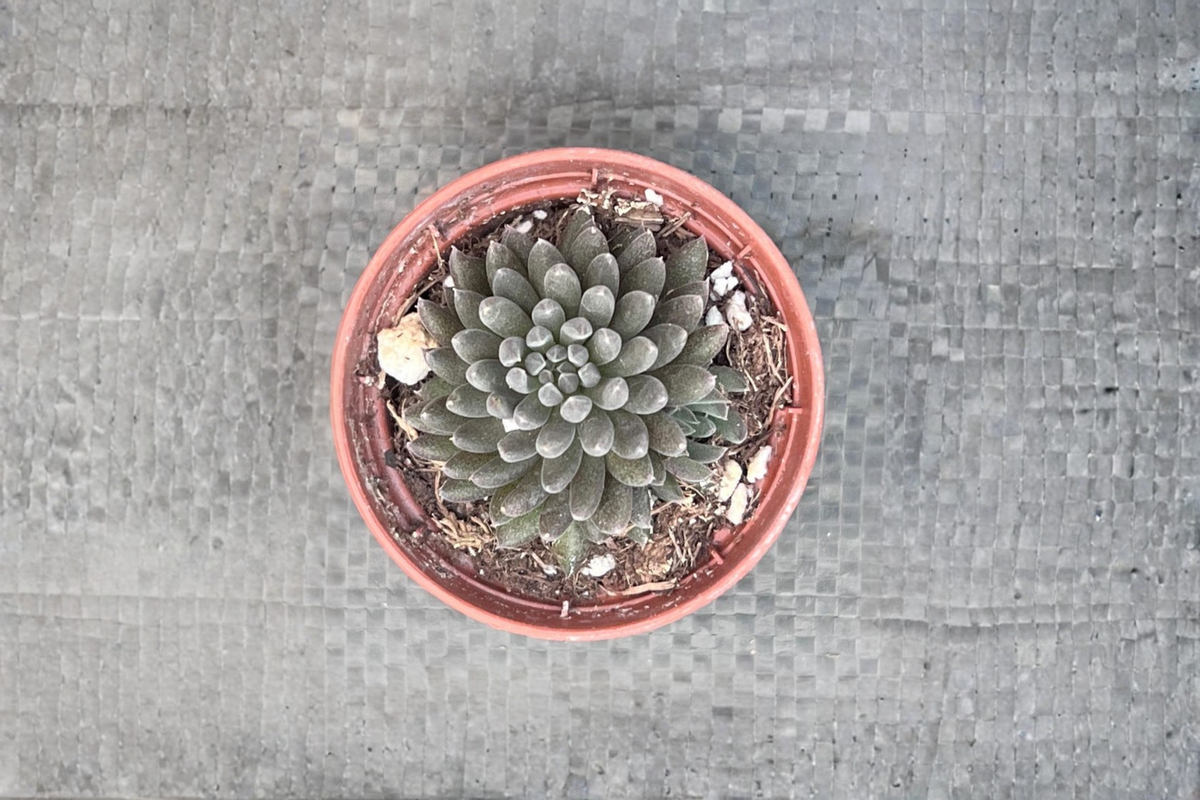 Black Sea Urchin Succulent Sinocrassula yunnanensis 2 Inch Pot