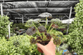 Begonia Lynda Evans (2 Live Plants) - 4-Inch Pots