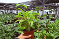 Calathea Yellow Fusion Goeppertia ‘Yellow Fusion’ - 2 Live Plants in 4-Inch Pots