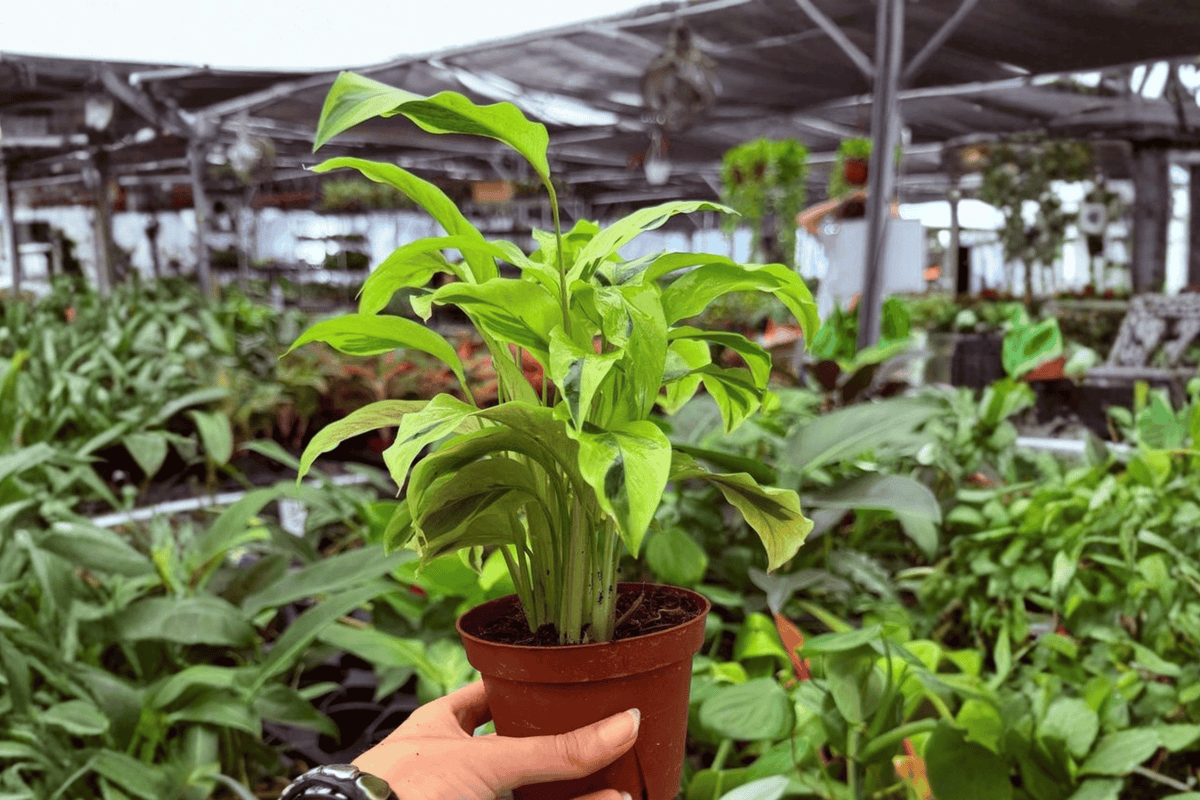 Calathea Yellow Fusion Goeppertia ‘Yellow Fusion’ - 2 Live Plants in 4-Inch Pots