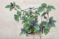 African Blue Basil - Organic Live Plant | Rooted Starter, 1 Plant