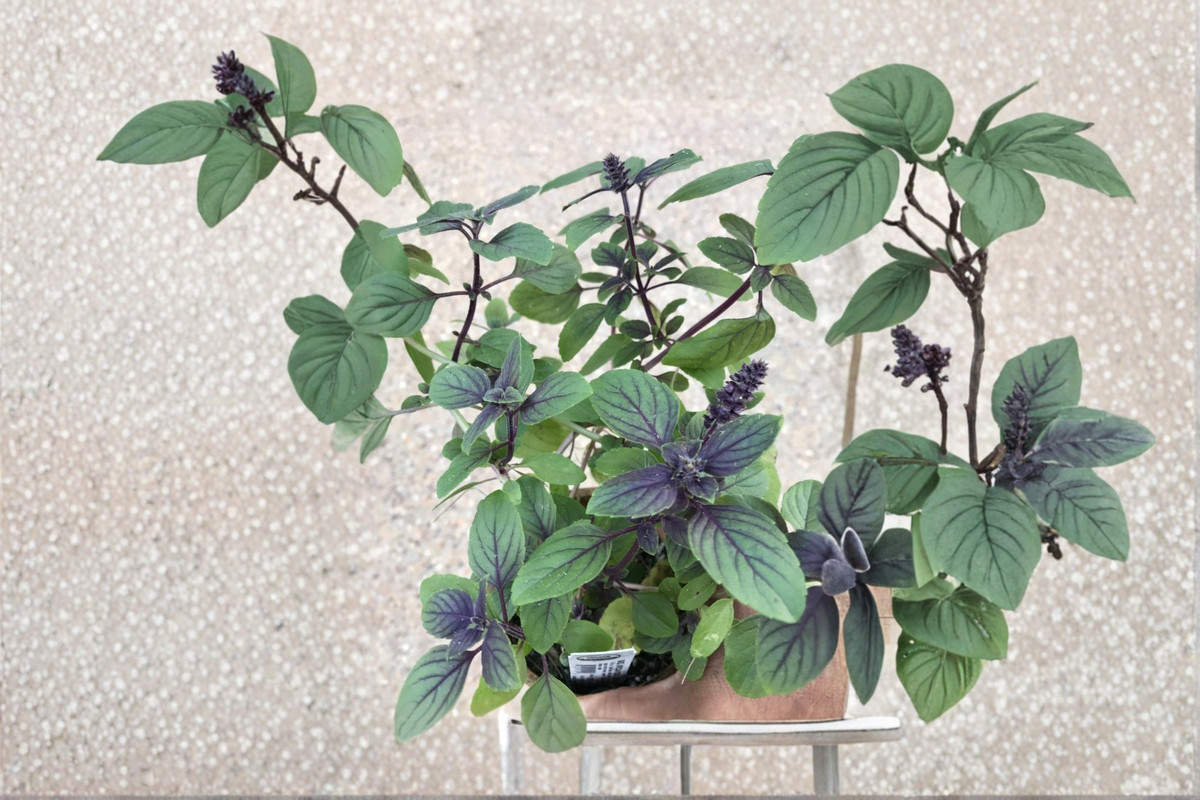 African Blue Basil - Organic Live Plant | Rooted Starter, 1 Plant