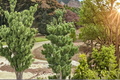 Koto Buki Japanese Black Pine Live Plant – Pinus thunbergii, 8 in, 1 Gallon Pot