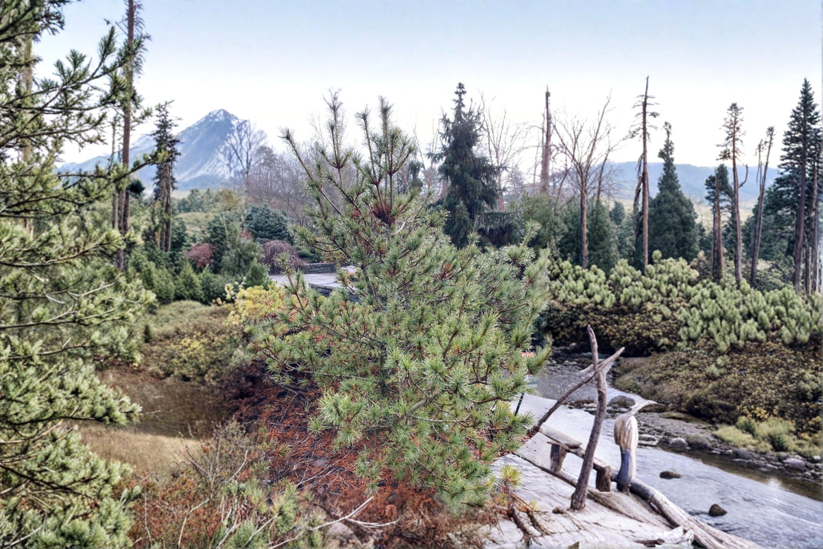 Diggy White Pine (Pinus strobus ‘Diggy’) - 10 Inch Live Plant in 1-Gallon Pot