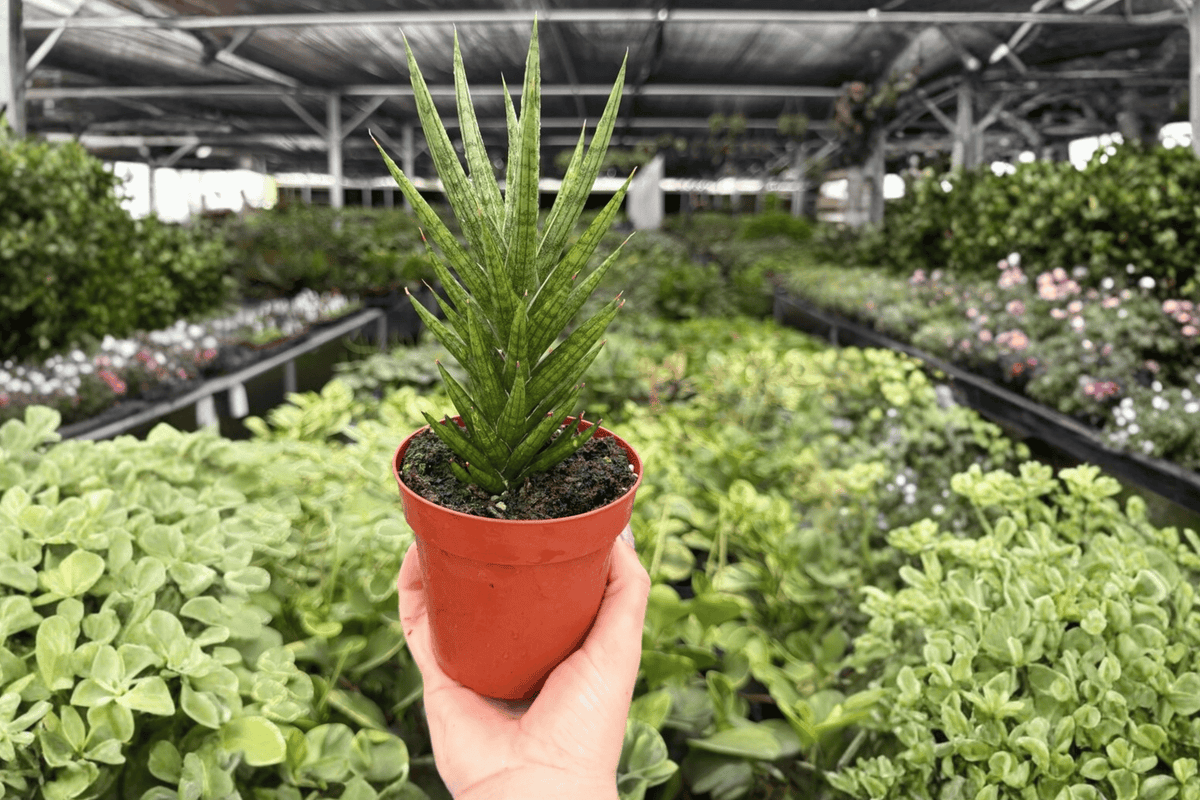 Sansevieria Francisii (Dracaena francisii) - 2 Live Plants in 4-Inch Pots