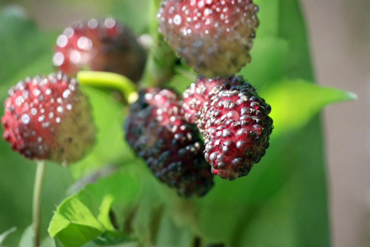 Persian Dwarf Everbearing Mulberry Tree - 1 Gallon Pot, Live Plant
