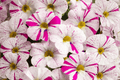 Caliloco Graffitti Million Bells Calibrachoa Hybrid - 4-Inch Live Plant