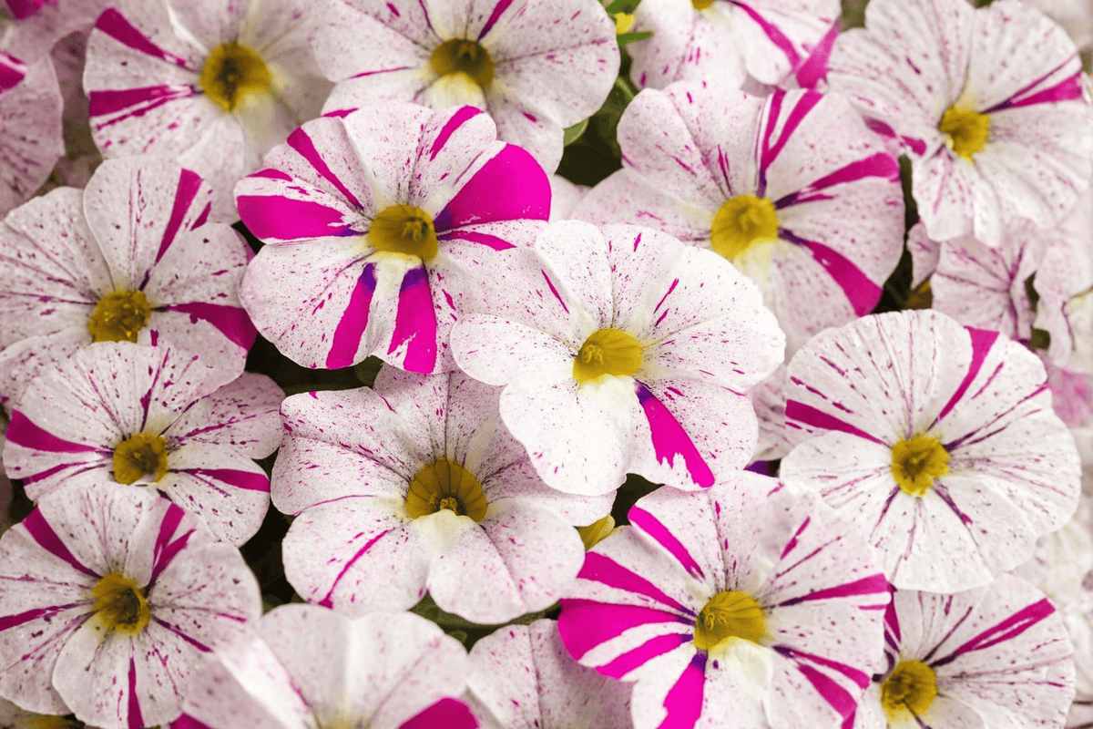Caliloco Graffitti Million Bells Calibrachoa Hybrid - 4-Inch Live Plant