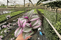 Tradescantia Nanouk Live Plants – 2 in 4-Inch Pots