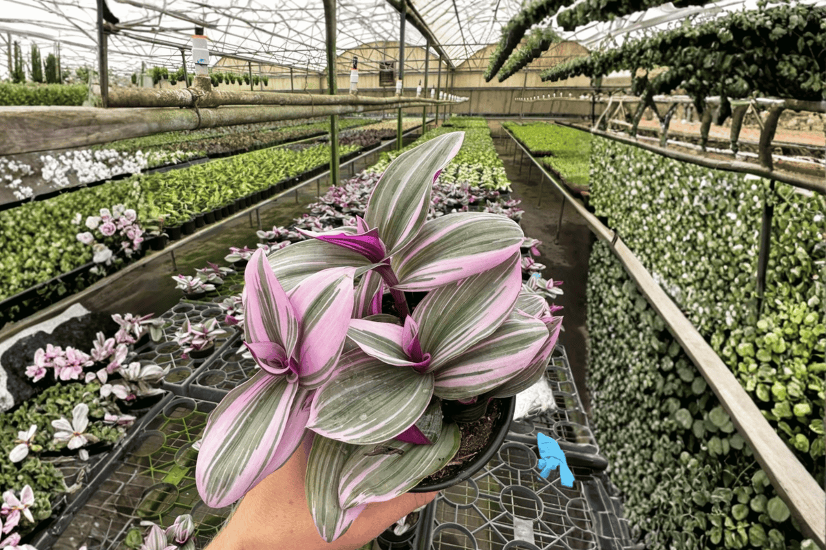 Tradescantia Nanouk Live Plants – 2 in 4-Inch Pots