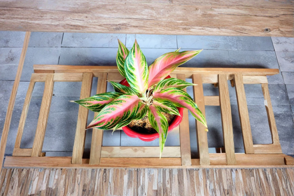 Aglaonema Panama Pink Live Plant - Variegated Chinese Evergreen Starter Plant