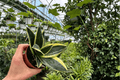 Sansevieria Marginata Jade Snake Plant – 2 Live Plants in 4-Inch Pots (Rooted, Indoor Foliage)