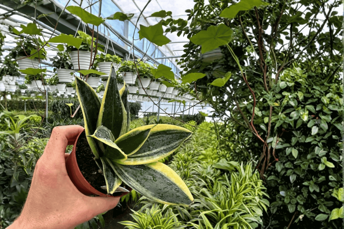 Sansevieria Marginata Jade Snake Plant – 2 Live Plants in 4-Inch Pots (Rooted, Indoor Foliage)