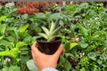 Variegated Sansevieria Boncel Starfish – 2 Live Plants in 4" Pots (Exact Plants)