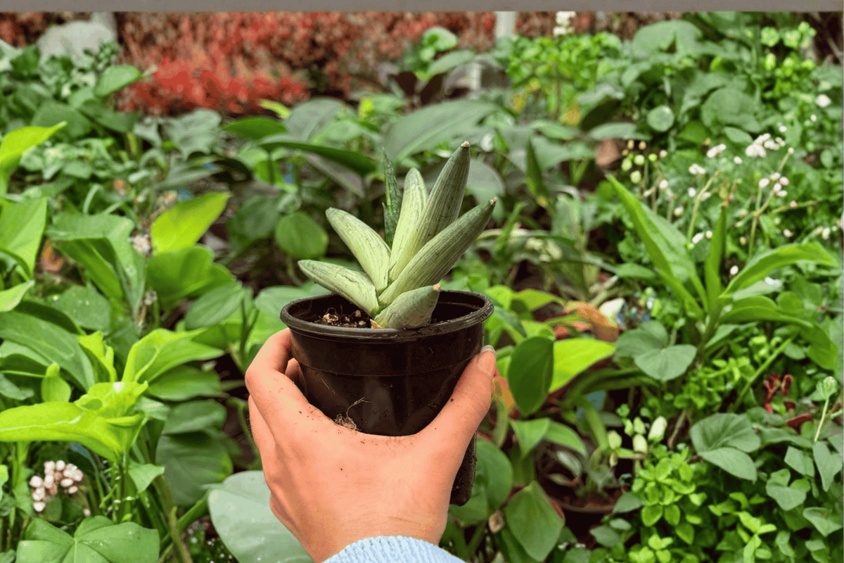 Variegated Sansevieria Boncel Starfish – 2 Live Plants in 4" Pots (Exact Plants)